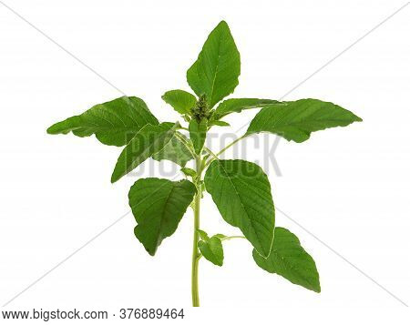 Redroot Pigweed Isolated On White, Amaranthus Retroflexus