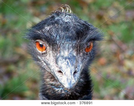 EMU