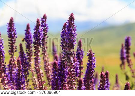 Sage Flowers Herb. Field With Wild Flowers Of Medicinal Sage. Natural Background.