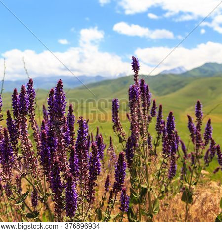 Sage Flowers Herb. Field With Wild Flowers Of Medicinal Sage.