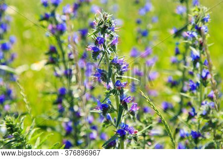 Blue Wild Flowers. Field With Wild Flowers.