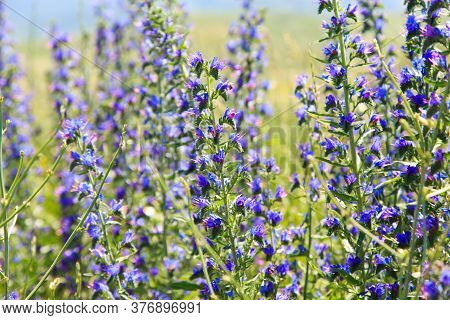 Blue Wild Flowers. Field With Wild Flowers. Natural Background