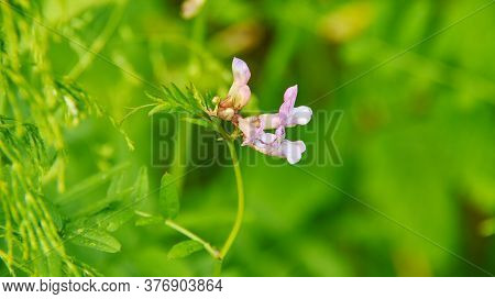 Acinos Arvensis   Genus Of Ten Species Of Annual And Short-lived Evergreen Perennial Woody Plants Na