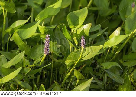 Pickerel Weed Flower - Pontederia Cordata In Native American Flower