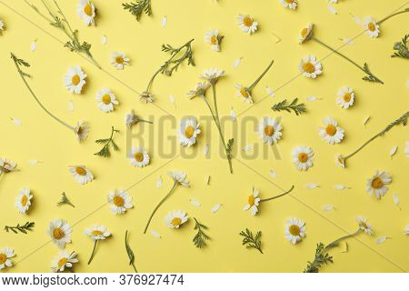 Flat Lay Composition With Fresh Chamomiles On Yellow Background