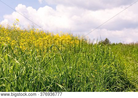 Agricultural Landscape In Sunny Day In Czerna (poland)