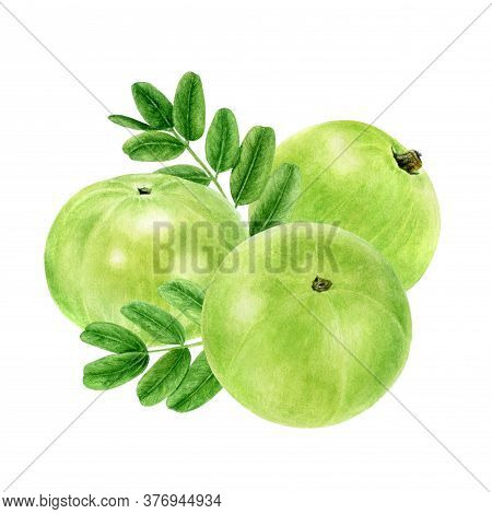 Closeup Indian Gooseberry Fruits Amla With Leaf Watercolor Illustration Isolated On White Background