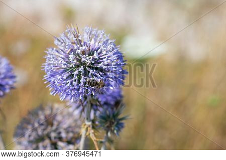 Big Yellow And Black Striped Bee Is Flying Around A Big Bright Purple Spheric Flower Also Known As 