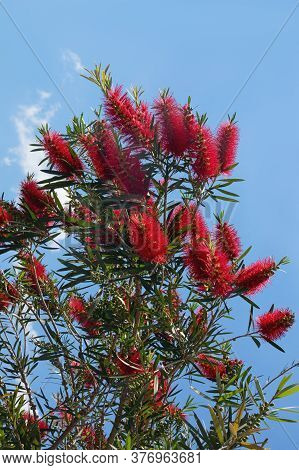 Bright Red Flowers Of Callistemon Viminalis ( Melaleuca Viminalis, Weeping Bottlebrush) Against Blue