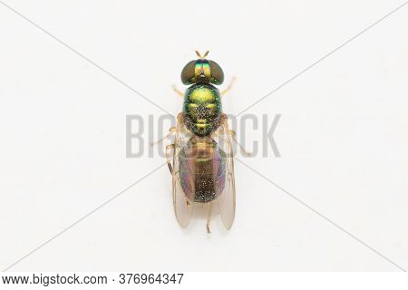 Photo Of Metallic Soldierfly (microchrysa Polita) Closeup Against White Background