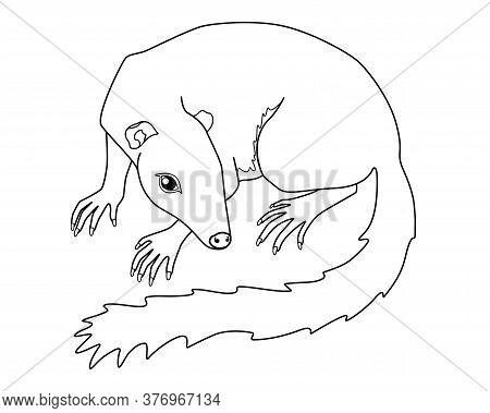Treeshrew. Tupaia - Small Asian Animal - Vector Linear Picture For Coloring. Small Tree Shrews Is A 