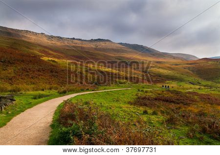 Прогулка голубь камень