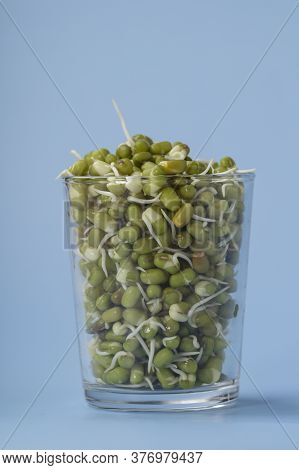 Mungbean Sprouts In Glass Jar. Blue Background , Close Up