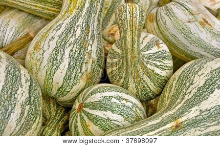 Green Striped Cushaw Squash