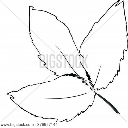 Doodle Drawing Image Of Common Hoptree Leaf, Vector Item Illustration For Autumn