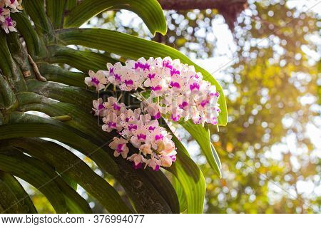 Pink And White Orchids Flower On A Green And White Bokeh Background.orchid Flowers Taken At An Exhib