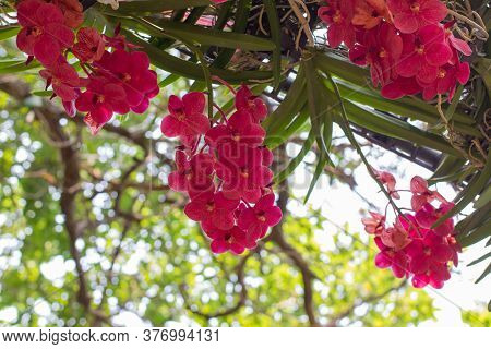 Red Orchids Flower On A Green And White Bokeh Background.orchid Flowers Taken At An Exhibition In Th