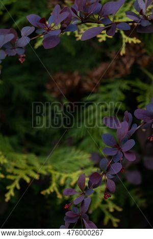 Barberry Bush Sprigs Close Up View Against Bright Coniferous Thuja Branches. Vertical Testured Fores