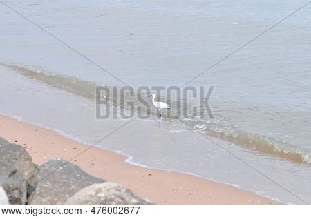 Heron, Bittern Or Egret Or Pelecaniformes On The Beach Or Sea Background Or Beach Background