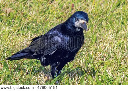 Portrait Of A Black Crow In An Autumn Meadow With An Interesting Look, Corvus Corvidae, Blurred Back