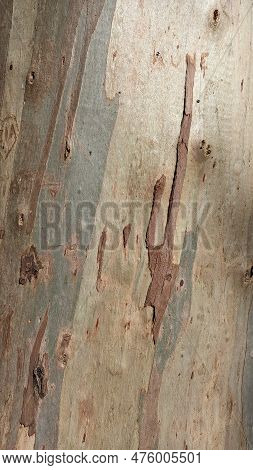 The Texture Of The Punishment Of The Tree From Which The Punishment Got Off On Its Own