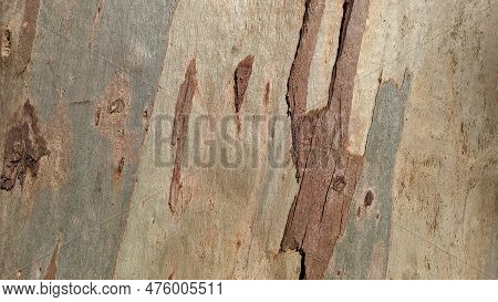 The Texture Of The Punishment Of The Tree From Which The Punishment Got Off On Its Own