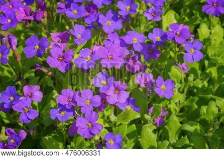 Obrieta Adanson Close-up. Purple Flowers Of Aubrieta