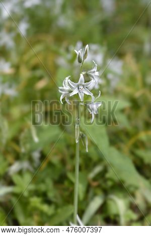 Drooping Star-of-bethlehem White Flowers In The Spring