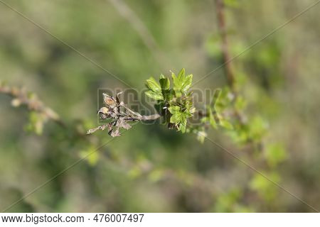 Shrubby Cinquefoil Dry Branch With Seed Heads And New Leaves