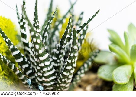 Haworthia, Pachyphytum And Other Succulents Close-up On A White Background