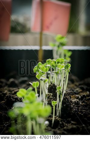 Small Young Green Rapini Or Turnips Seedlings Just Sprouted From Seeds Planted In Fertile Potting So