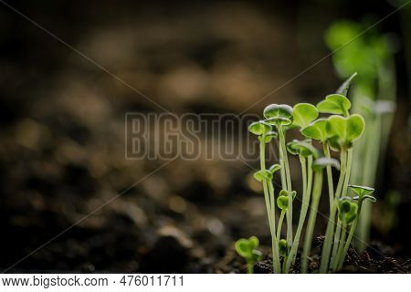 Small Young Green Rapini Or Turnips Seedlings Just Sprouted From Seeds Planted In Fertile Potting So