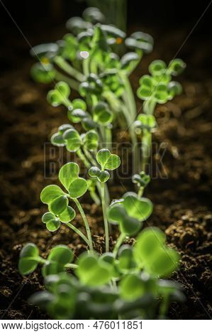 Small Young Green Rapini Or Turnips Seedlings Just Sprouted From Seeds Planted In Fertile Potting So
