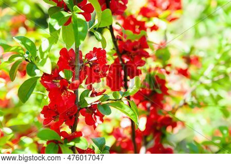 Japanese Quince. Red Flowers. Red Flowers Of Japanese Quince. Shrub Flowering. Saturated Color. Shal