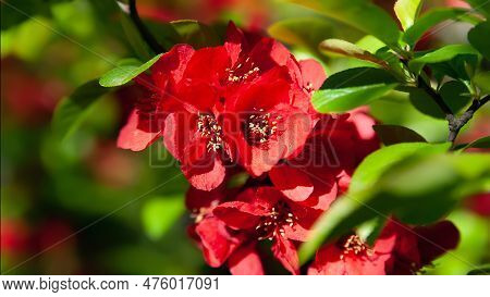 Japanese Quince. Red Flowers. Red Flowers Of Japanese Quince Close-up. Flowering Shrub. Rich Color. 