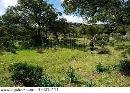View Of The Forest Of Santa Degna