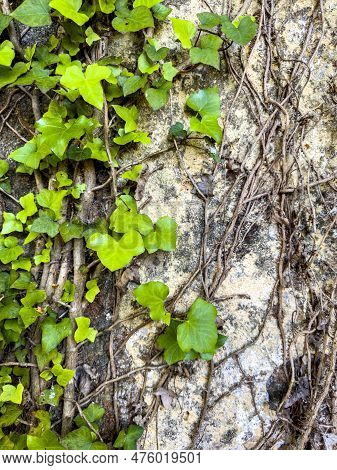 Background Formed By A Wall Covered By The Creeper Hera