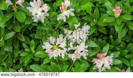 Light Pink Rhododendron Caucasicum On A Background Of Green Leaves