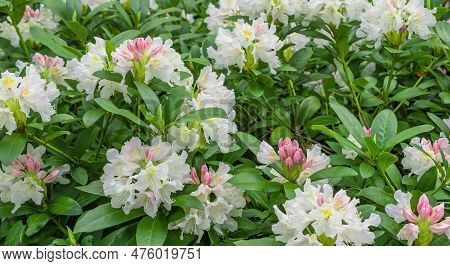 Light Pink Rhododendron Caucasicum On A Background Of Green Leaves