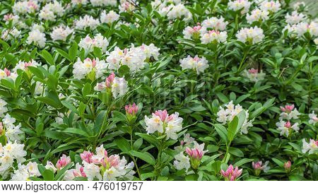 Light Pink Rhododendron Caucasicum On A Background Of Green Leaves