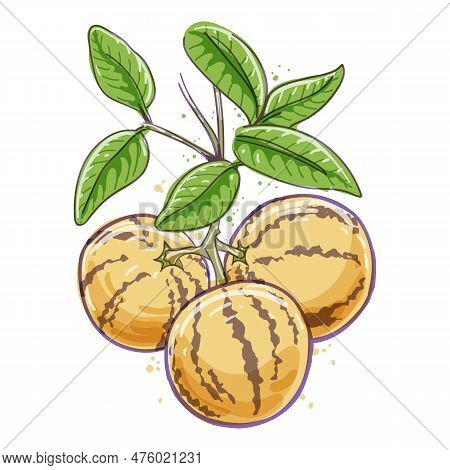 Melon Pear Watercolor Sketch. Sweet Cucumber Plant Aquarelle Drawing, Solanum Muricatum Fruits Bunch