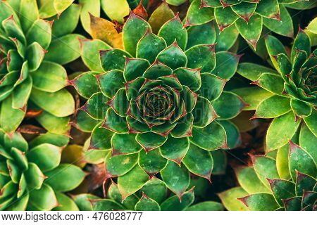 Common Houseleek Or Sempervivum Tectorum Is Also Known As Healing Blade, Top View