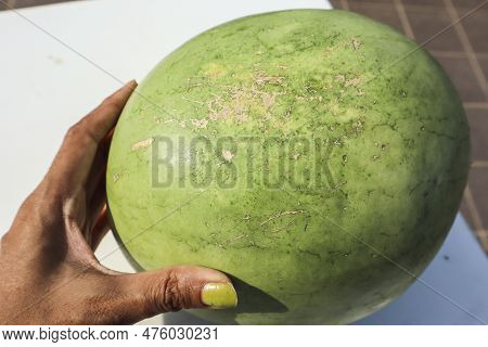 Female Holding Fresh Organic Light Green Watermelon. Indian Fruit Light Green Water Melon Or Tarbooz