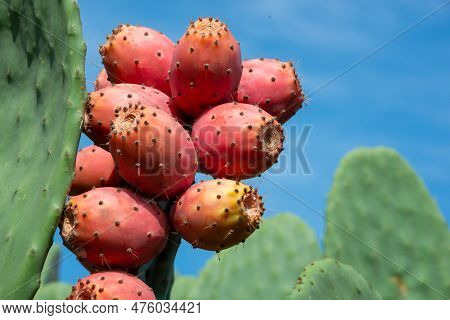 Prickly Pear Cactus Or Opuntia, Ficus-indica, Indian Fig Opuntia With Fruits
