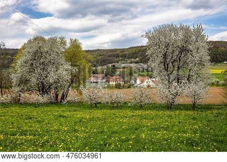 Cherry Blossom On The Hills At Pretzfeld, Germany In Franconian Switzerland. A Famous Region For Fru