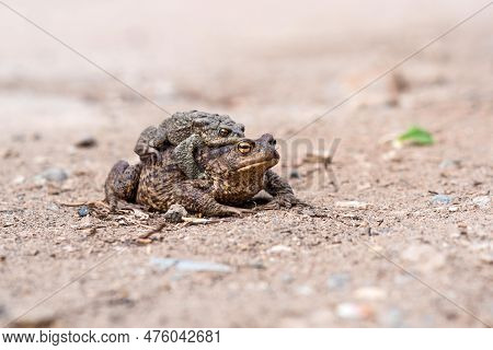 Pair Of Common Toads In Amplexus On The Sandy Shore Of A Pond