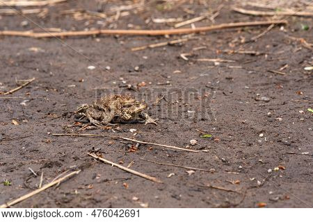 Couple Of Common Toads In Amplexus Moving Towards A Breeding Site