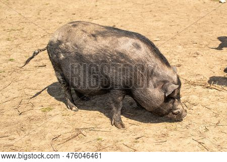Adult Black Pig With Fangs On A Free Grazing.