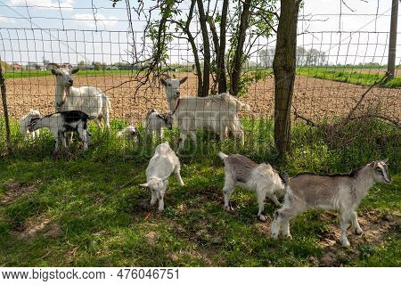 Family Of Domestic Goats. Mother Goats And Kids. In Nature, In The Meadow.