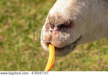 Macro Shot Of A Muzzle Of A Sheep That Pulls Its Lips On A Piece Of Carrot.